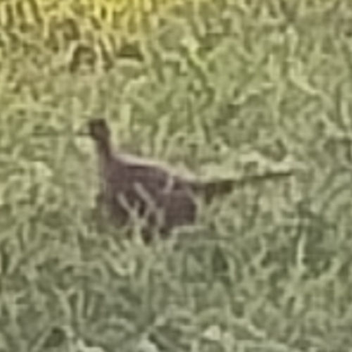 Ring-necked Pheasant
