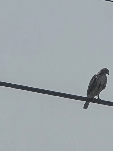 Red-tailed Hawk