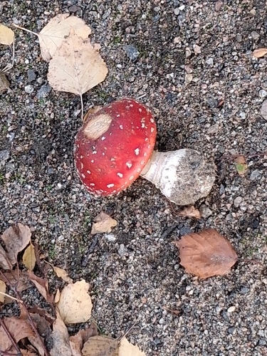 Fly Agaric