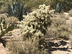Cylindropuntia fulgida
