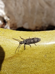 Priacma serrata