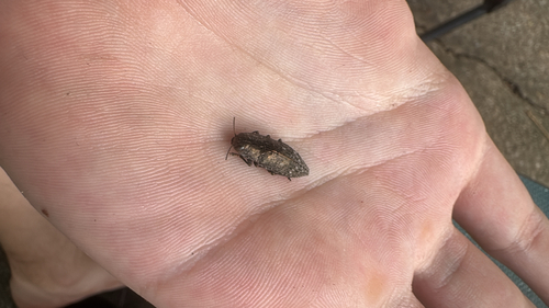 Hickory Jewel Beetle