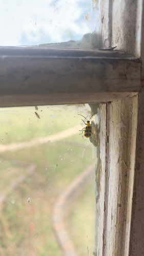Spotted Cucumber Beetle