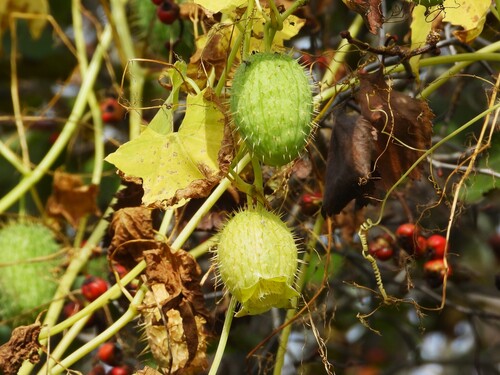 prickly cucumber