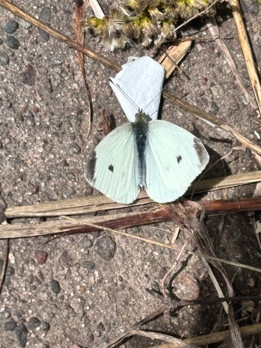 Small White