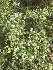 Galium stellatum