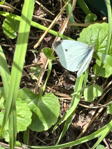 Small White