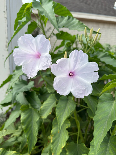 Bush Morning Glory