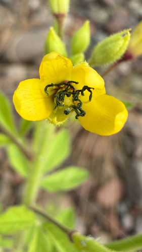 Asian Spiderflower