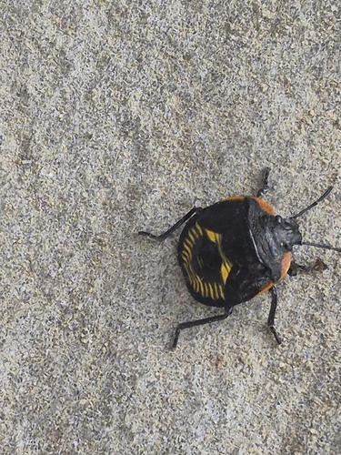 Green Stink Bug