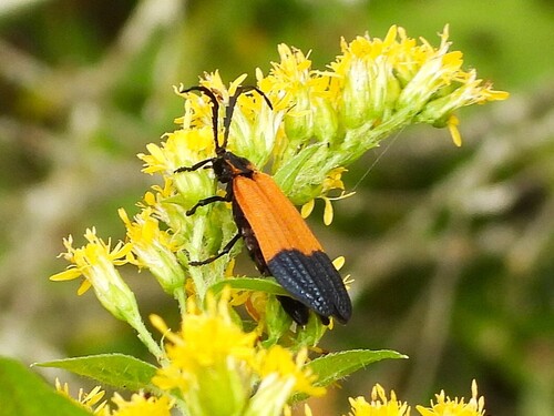 End Band Net-winged Beetle