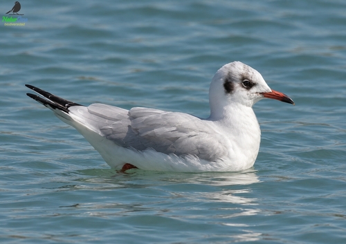 Black-headed Gull