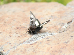 Heliothis belladonna