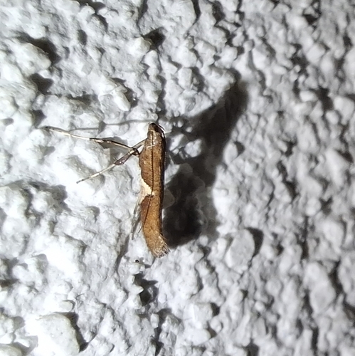Willow Leafcone Caterpillar Moth