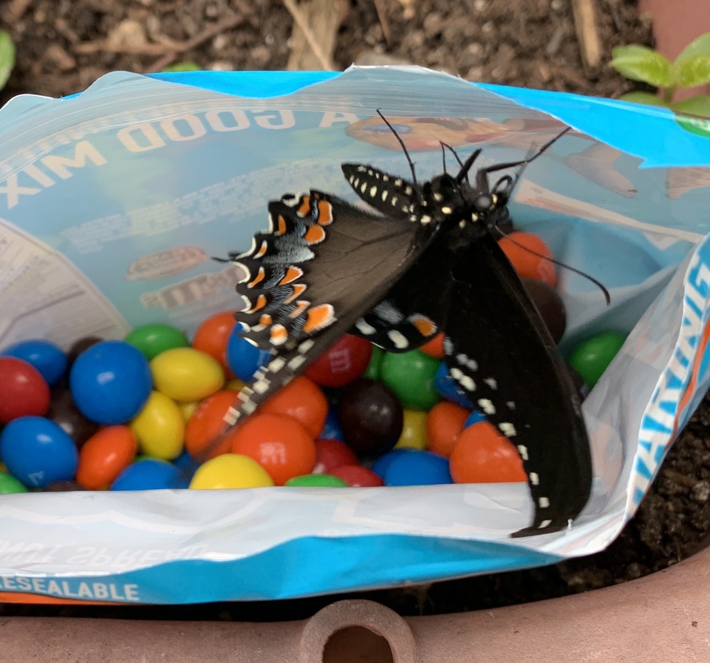 Spicebush swallowtail (Papilio troilus)