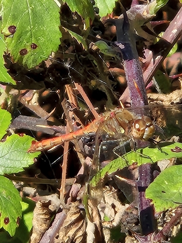 Common Darter