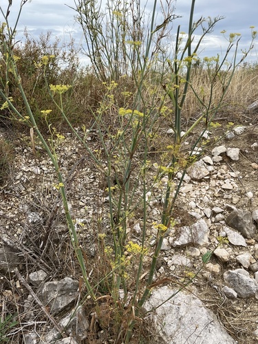 fennel