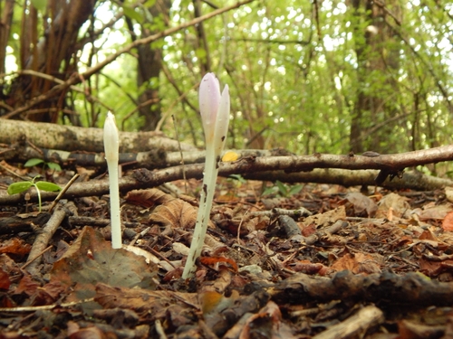 Autumn Crocus