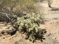 Cylindropuntia fulgida