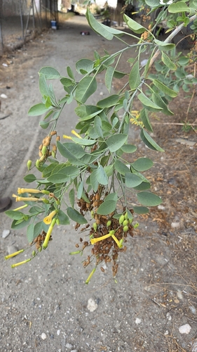 tree tobacco