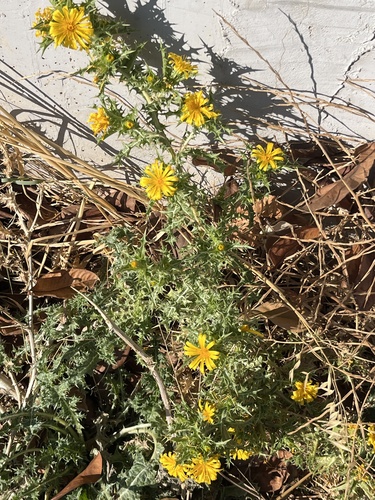 common golden thistle