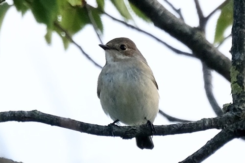 European Pied Flycatcher