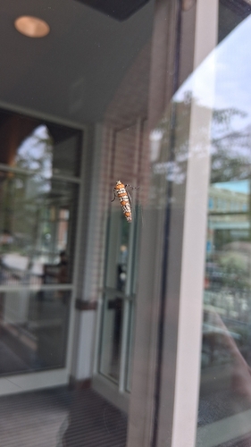 Ailanthus Webworm Moth