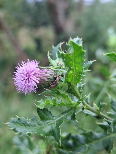 creeping thistle