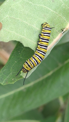 Monarch