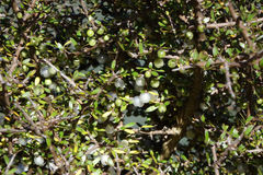 Coprosma propinqua propinqua