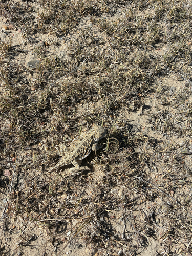 Greater Short-horned Lizard