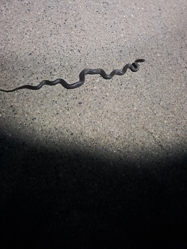 Aesculapian Snake