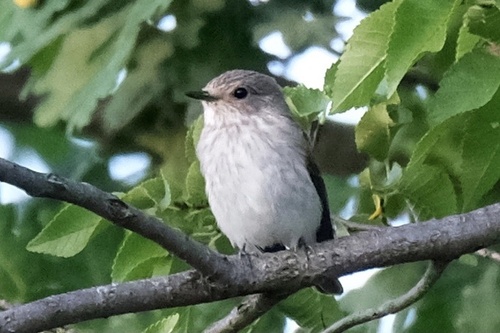 Spotted Flycatcher
