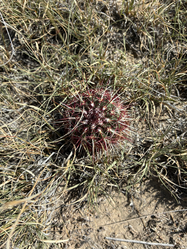 Green-flower Hedgehog Cactus