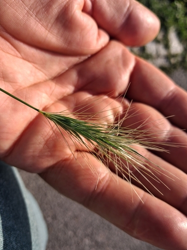 wall barley
