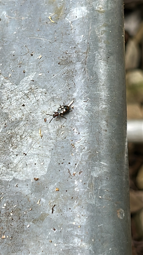 Common Asparagus Beetle