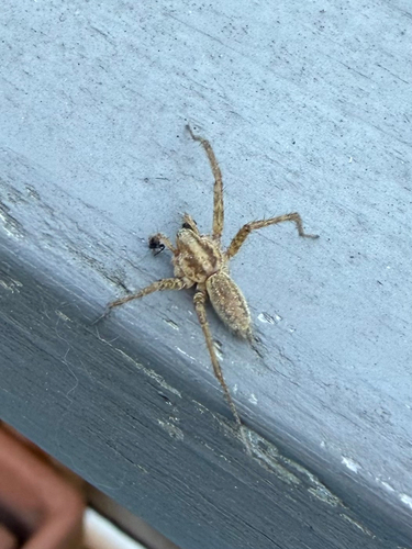 Grass Spiders