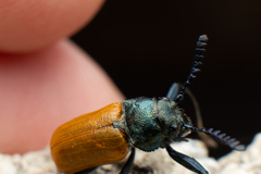 Labidostomis taxicornis