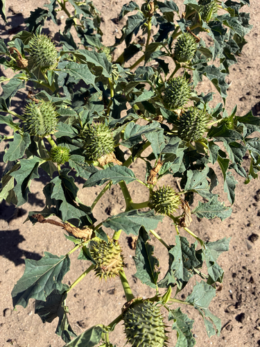 jimsonweed