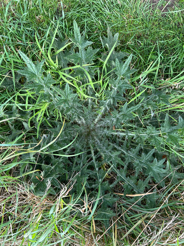 Bull Thistle