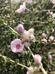 Malacothamnus fasciculatus