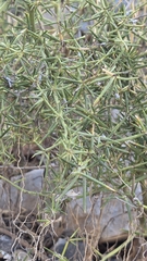 Asparagus aphyllus