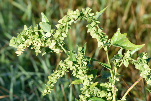Atriplex sagittata, photograph 5