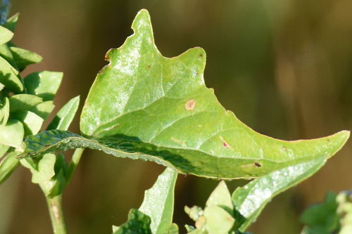 Atriplex sagittata, photograph 6