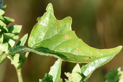Atriplex sagittata, photograph (c) Fyodor Pudovikov, some rights reserved (CC BY)