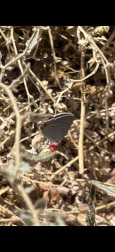 Gray Hairstreak