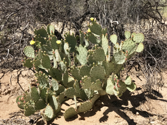 Opuntia engelmannii