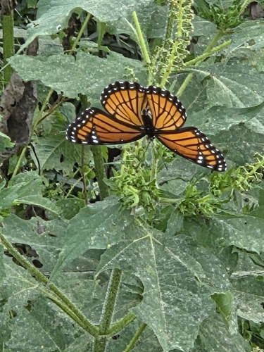 Viceroy