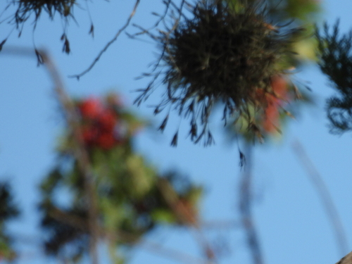 Tillandsia recurvata, photograph 4