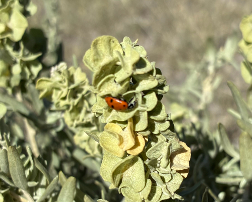 Convergent Lady Beetle